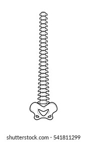 backbone isolated. Spine and pelvis. spinal columns. bone anatomy. Part of human skeleton
