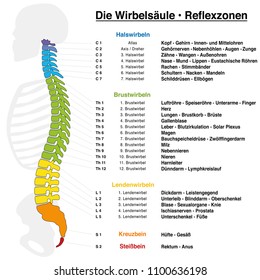 Backbone reflexology chart with accurate description of the corresponding internal organs and body parts, and with names and numbers of the vertebras. GERMAN LANGUAGE.