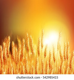 Backdrop of ripening ears of yellow wheat field on the sunset. Background Copy space of setting sun rays on horizon in rural meadow Close up nature. EPS 10 vector file included