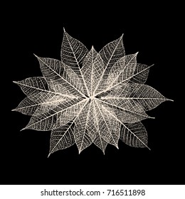 Backdrop with skeleton leaves. Autumn background. Vector illustration