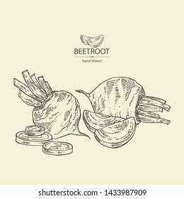 Backgroumd with beet: full beetroot and piece of beet. Vector hand drawn illustration 