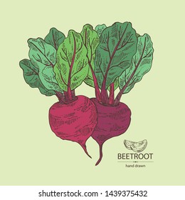 Backgroumd with beet: full beetroot and piece of beet. Vector hand drawn illustration 