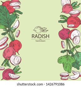 Backgroumd with radish: full radish and slices. Vector hand drawn illustration