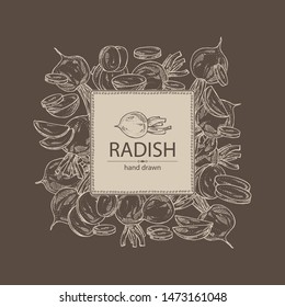 Backgroumd with radish: full radish and slices. Vector hand drawn illustration