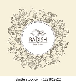 Backgroumd with radish: full radish and slices. Vector hand drawn illustration