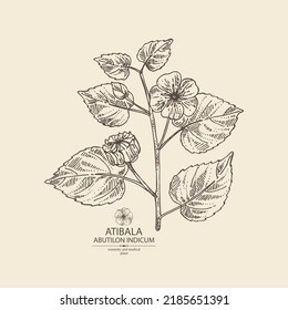 Background with abutilon indicum: abutilon indicum plant, leaves and atibala flowers. Atibala. Cosmetic, perfumery and medical plant. Vector hand drawn illustration