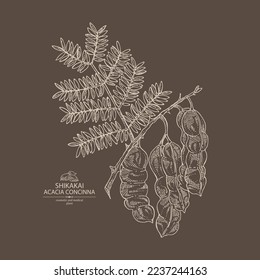 Background with acacia concinna: shikakai plant, leaves and acacia concinna bean. Shikakai. Cosmetic, perfumery and medical plant. Vector hand drawn illustration