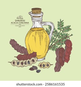 Background with acacia concinna: shikakai plant, leaves and acacia concinna bean and bottle of acacia concinna oil. Shikakai. Vector hand drawn illustration