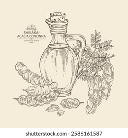 Background with acacia concinna: shikakai plant, leaves and acacia concinna bean and bottle of acacia concinna oil. Shikakai. Vector hand drawn illustration