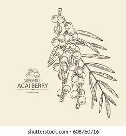 Background with acai berries and acai palm. Superfood. Hand drawn