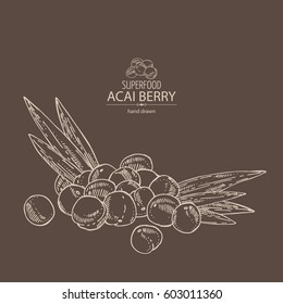Background with acai berries. Superfood. Hand drawn