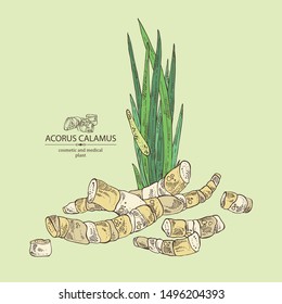 Background with acorus calamus: plant, leaves and root of acorus calamus. Cosmetics and medical plant. Vector hand drawn illustration.