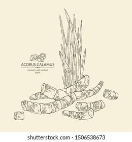 Background with acorus calamus: plant, leaves and root of acorus calamus. Cosmetics and medical plant. Vector hand drawn illustration.