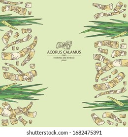 Background with acorus calamus: plant, leaves and root of acorus calamus. Cosmetics and medical plant. Vector hand drawn illustration.