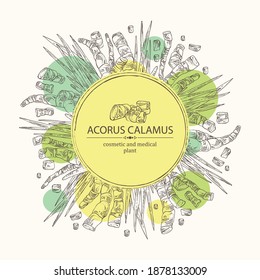 Background with acorus calamus: plant, leaves and root of acorus calamus. Cosmetics and medical plant. Vector hand drawn illustration.