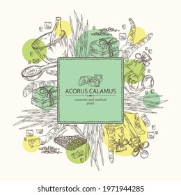 Background with acorus calamus: plant, leaves and root of acorus calamus. Oil, soap and bath salt . Cosmetics and medical plant. Vector hand drawn illustration