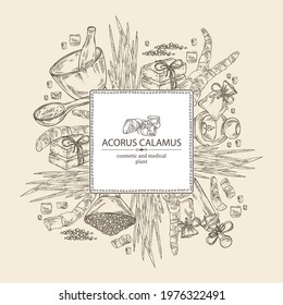 Background with acorus calamus: plant, leaves and root of acorus calamus. Oil, soap and bath salt . Cosmetics and medical plant. Vector hand drawn illustration