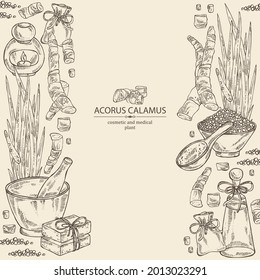 Background with acorus calamus: plant, leaves and root of acorus calamus. Oil, soap and bath salt . Cosmetics and medical plant. Vector hand drawn illustration