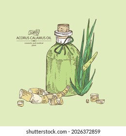 Background with acorus calamus: plant, leaves and root of calamus and bottle of acorus calamus essential oil. Cosmetic, perfumery and medical plant. Vector hand drawn illustration.