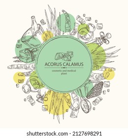 Background with acorus calamus: plant, leaves and root of acorus calamus. Oil, soap and bath salt . Cosmetics and medical plant. Vector hand drawn illustration