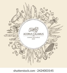 Background with acorus calamus: plant, leaves and root of acorus calamus. Oil, soap and bath salt . Cosmetics and medical plant. Vector hand drawn illustration