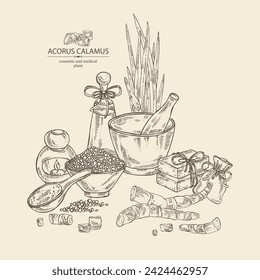 Background with acorus calamus: plant, leaves and root of acorus calamus. Oil, soap and bath salt . Cosmetics and medical plant. Vector hand drawn illustration