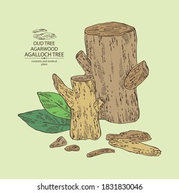 Background agar wood: oud tree, leaves and pice of agar wood. Agalloch tree. Perfumery, cosmetics and medical plant. Vector hand drawn illustration