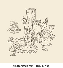 Background agar wood: oud tree, leaves and pice of agar wood. Agalloch tree. Perfumery, cosmetics and medical plant. Vector hand drawn illustration