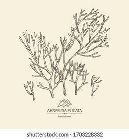 Background with ahnfeltia plicata: ahnfeltia plicata seaweed, sea kale.  Red algae. Agar agar. Edible seaweed. Vector hand drawn illustration.