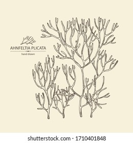 Background with ahnfeltia plicata: ahnfeltia plicata seaweed, sea kale.  Red algae. Agar agar. Edible seaweed. Vector hand drawn illustration.