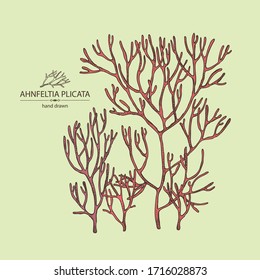 Background with ahnfeltia plicata: ahnfeltia plicata seaweed, sea kale.  Red algae. Agar agar. Edible seaweed. Vector hand drawn illustration.