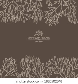 Background with ahnfeltia plicata: ahnfeltia plicata seaweed, sea kale.  Red algae. Agar agar. Edible seaweed. Vector hand drawn illustration.