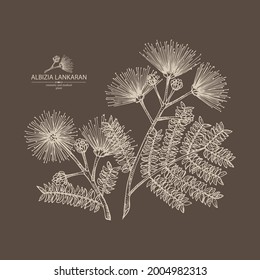 Background with albizia lankaran: plant, leaves and albizia lankaran flowers. Albizia julibrissin. Cosmetic, perfumery and medical plant. Vector hand drawn illustration