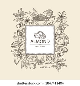 Background with almond: branch of almond flowers, almond and leaves. Oil, soap and bath salt . Cosmetics and medical plant. Vector hand drawn illustration