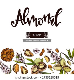 Antecedentes con almendras de nueces y una rama de almendras con nueces, frutas, flores y almendras. Esbozos detallados dibujados a mano, ilustración botánica vectorial.