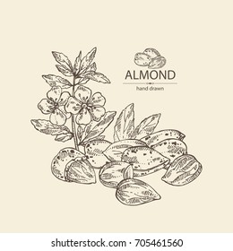 Background with almond: almond nuts, flowers and leaves. Vector hand drawn illustration.