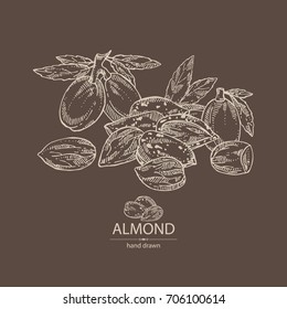 Background With Almond: Almond Nuts,fruits And Leaves. Vector Hand Drawn Illustration.