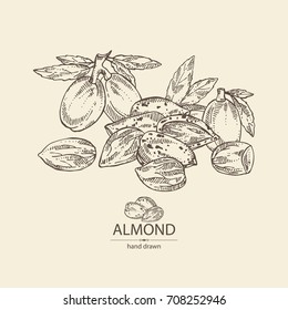 Background with almond: almond nuts,fruits and leaves. Vector hand drawn illustration.