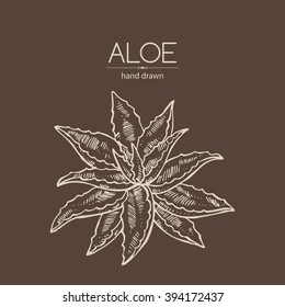 Background with aloe . hand drawn