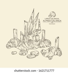 Background with alpinia galanga: large galangal root and leaves. Vector hand drawn illustration.