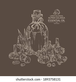 Background with alpinia galanga: large galangal root, leaves and bottle of alpinia galanga essential oil. Cosmetic, perfumery and medical plant. Vector hand drawn illustration.