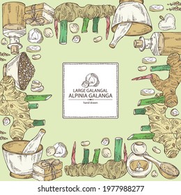 Background with alpinia galanga: large galangal root and leaves.Oil, soap and bath salt . Cosmetics and medical plant. Vector hand drawn illustration