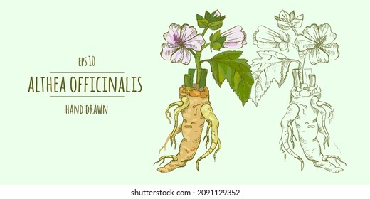 Antecedentes con althea officinalis: flor, hojas y raíz del malvavisco medicinal. Planta cosmética y médica. Ilustración dibujada a mano por el vector