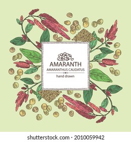 Background with amaranth: plant , leaves and amaranth grains. Amaranthus caudatus. Vector hand drawn illustration.