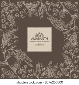 Background with amaranth: plant , leaves and amaranth grains. Amaranthus caudatus. Vector hand drawn illustration.