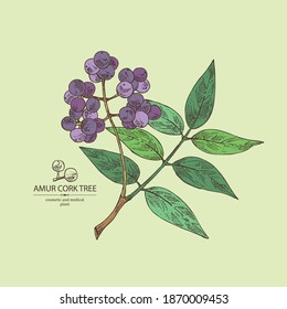 Background with amur cork tree: amur cork berries, plant and amur cork tree bark. Phellodendron amurense. Cosmetic and medical plant. Vector hand drawn illustration svg
