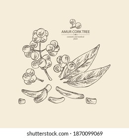 Background with amur cork tree: amur cork berries, plant and amur cork tree bark. Phellodendron amurense. Cosmetic and medical plant. Vector hand drawn illustration svg