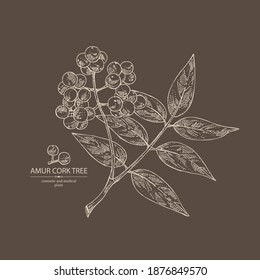Fondo con corcho de amur: bayas de corcho de amur, corteza de alcornoque y corteza de corcho de amur. Phellodendron amurense. Planta cosmética y médica. Ilustración dibujada a mano por el vector