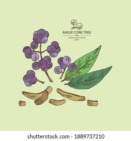 Background with amur cork tree: amur cork berries, plant and amur cork tree bark. Phellodendron amurense. Cosmetic and medical plant. Vector hand drawn illustration