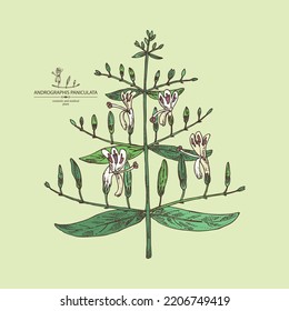 Hintergrund mit Andrographis paniculata: andrographis paniculata Pflanzen, Blätter und andrographis paniculata Blumen. Kosmetische und medizinische Pflanze. Vektorgrafik, handgezeichnet.